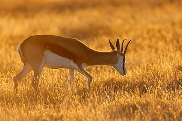 Poster - Springbok antelope (Antidorcas marsupialis) in grassland at sunset, Mountain Zebra National Park, South Africa.