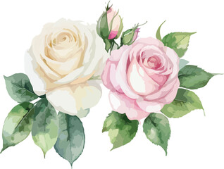 Watercolor white rose flowers, vector illustration