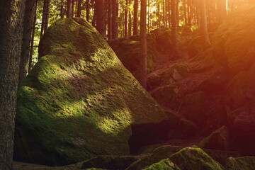 Whispering Woods and Sunlit Moss A Mystical Journey Through Nature