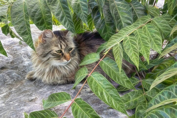 Canvas Print - The Joy of Our Homes, Our Loyal Companions, and the Purring Remedy to Our Loneliness