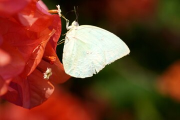 A white butterfly rests on the vibrant red bracts of a Bougainvillea (Bougainvillea spectabilis), with its delicate white stamens creating a beautiful contrast.