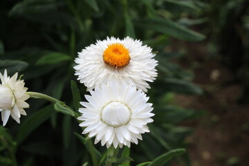 white daisy flowers