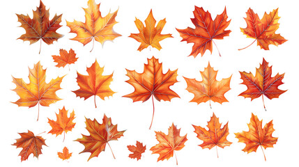Wall Mural - a set of maple autumn leaves isolated on a transparent background
