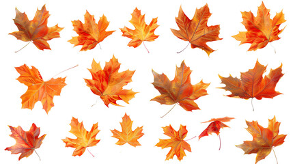 Wall Mural - a set of maple autumn leaves isolated on a transparent background