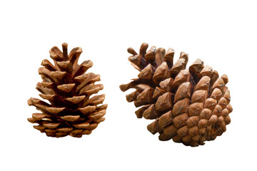 Two Mature Pine Cones on Transparent Background