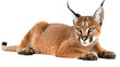 © momina - A caracal cat with large, pointed ears, is lying down on a white background. The cat is looking directly at the camera with an alert expression. Its fur is a rich, tawny brown color
