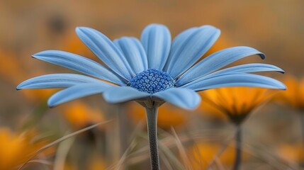  A close-up of a blue flower with yellow flowers in the background The background is blurred, showcasing a sea of grass and yellow flowers in the foreground