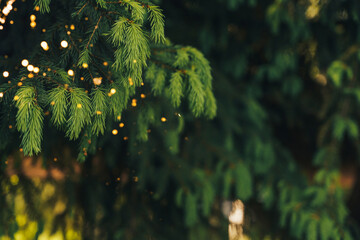 Wall Mural - a close-up of a young fir branch with a garland in the summer.