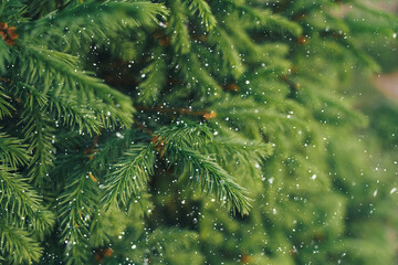 Wall Mural - a close-up of a summer fir branch against the background of falling snow.