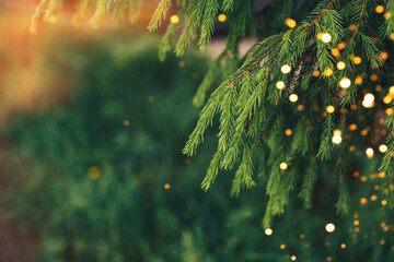 Wall Mural - summer branch of the christmas tree with a garland against the backdrop of grass and trees.