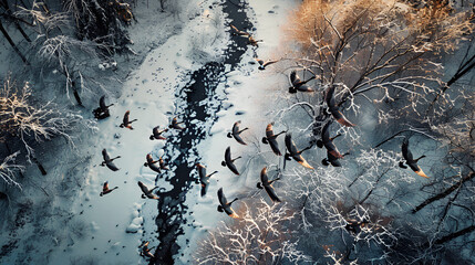 Wall Mural - black swans fly