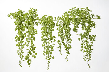 Wall Mural - Hanging Green Ivy Vines on White Background