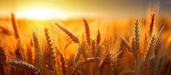 Wall Mural - Sunset illuminating young wheat field with a peaceful ambiance, suitable for a copy space image.