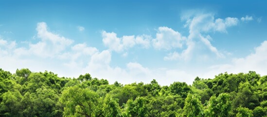 Wall Mural - Lush green forest trees with branches, set against a clear sky background, providing fresh oxygen, in a copy space image.