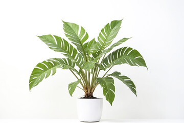 Poster - Monstera Deliciosa Plant in White Pot on White Background