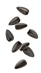 Poster - Falling sunflower seed, isolated on white background, full depth of field