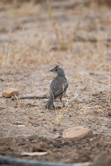 Poster - Diuca finch perched near plants and weeds on ground.