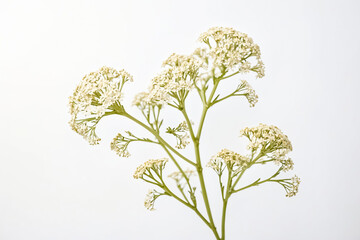 Sticker - White Flowers on a Green Stem