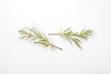 Poster - Two sprigs of rosemary on a white background