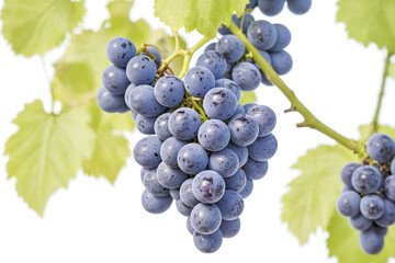 Close-up of a bunch of ripe red grapes on a vine