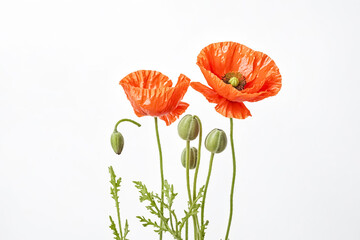 Poppy flower bud on a white background