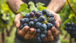 © Dolgren - Grapes Held by Gentle Hands, Harvest time, a stage in the wine-making process, les vendanges, grape harvesting, a seasonal job.