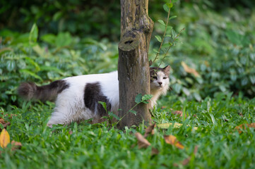 Poster - Cat walks in the park