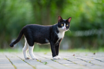 Poster - Cat walks in the park