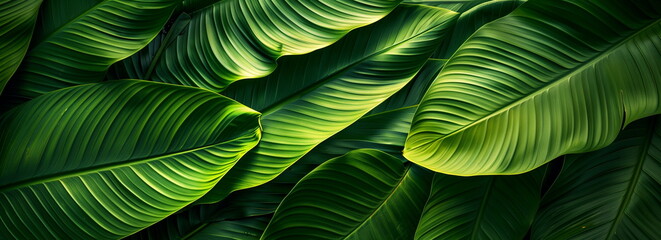 A close-up of several fresh green banana leaves overlapped. Tropical green leaf texture macro shot.