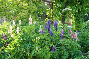 Sticker - Blooming lupin in the park. Plants and flowers.