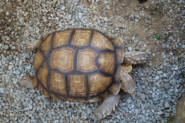 Land turtle close-up. Turtle shell.