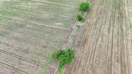 agricultural fileds aerial view thailand countryside with tree point