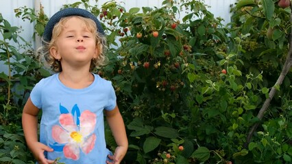 Sticker - A child harvests raspberries in the garden. Selective focus.