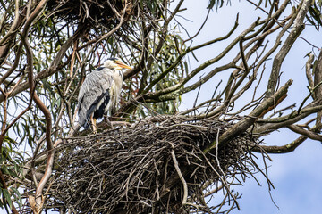 Wall Mural - Grey Heron, Ardea cinerea sitting on his nest at Barragem da Povoa e Meadas in Portugal