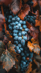 Wall Mural - Grapes and Autumn Leaves Macro, Harvest time, a stage in the wine-making process, les vendanges, grape harvesting, a seasonal job.