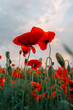 © vetrana - Beautiful composition of red poppies in a field at sunset