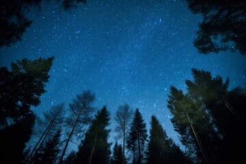 star filled sky beyond trees