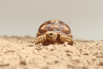 Wall Mural - African Sulcata Tortoise Natural Habitat,Close up African spurred tortoise resting in the garden, Slow life ,Africa spurred tortoise sunbathe on ground with his protective shell ,Beautiful Tortoise