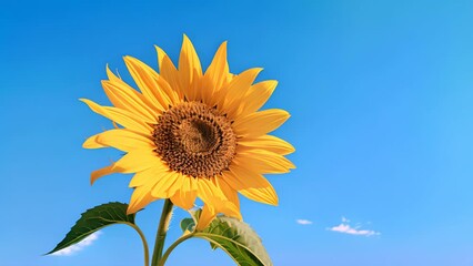 Wall Mural - A bright yellow sunflower blooms against a clear blue summer sky