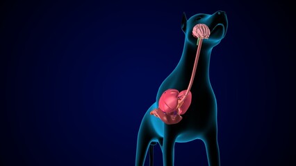 Wall Mural - dog digestive system anatomy. 3d illustration