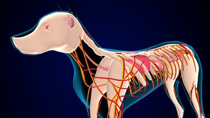 Wall Mural - dog digestive system anatomy. 3d illustration