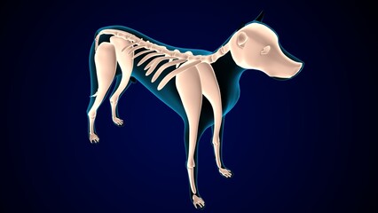 Wall Mural - dog digestive system anatomy. 3d illustration