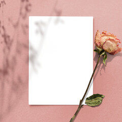 Poster - Blank paper with dried rose on a pink background design element