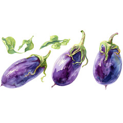 Wall Mural - Set Eggplant on a white background watercolor hand drawing