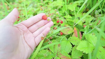 Wall Mural - red wild woodland strawberry growing in the grass