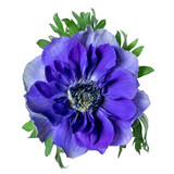 PNG purple anemone flower sticker