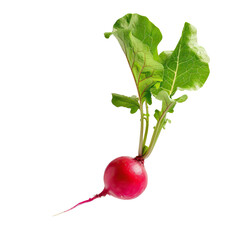 Wall Mural - Falling radish isolated on white background