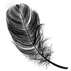 Wall Mural - Png black feather design element