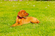 © x.marynka - portrait of young brown vizsla dog in grass meadow