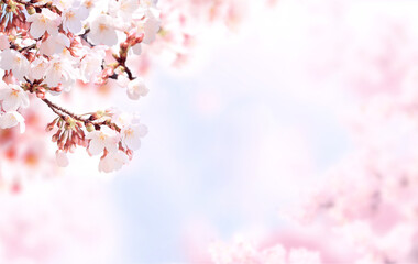 Aufkleber - Horizontal banner with sakura flowers of pink color on blue sky backdrop. Beautiful nature spring background with a branch of blooming sakura. Sakura blossoming season in Japan